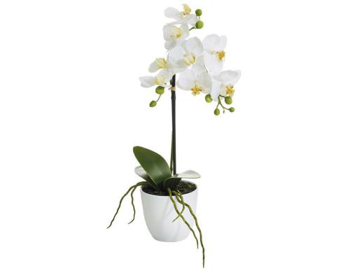 Botanic-Haus Phalenopsis Topf, 1 Rispe 38 cm, H: 9 cm, D: 10 cm, Polyester