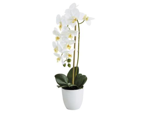 Botanic-Haus Phalenopsis Topf, 1 Rispe 53 cm, H: 11.5 cm, D: 12 cm, Polyester