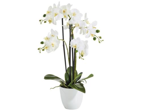 Botanic-Haus Phalenopsis Topf, 4 Rispen 67 cm, H: 14 cm, D: 15 cm, Polyester