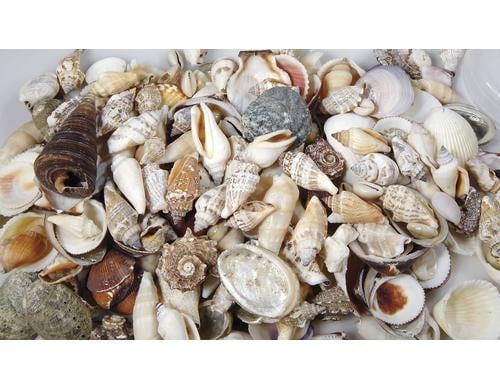 Ambiance Muscheln natur gemixt in Box