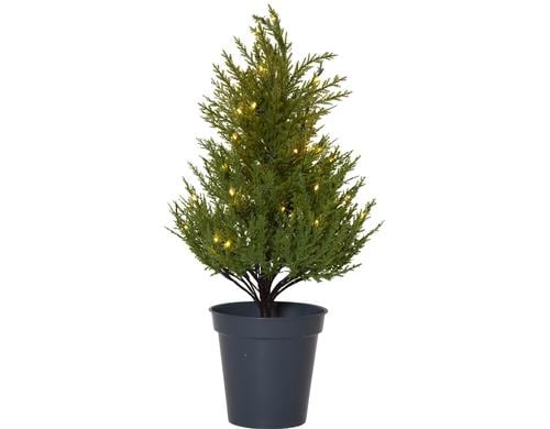 Star Trading Dekorativer Baum THUJA inkl. LED WW, IP44, 55cm