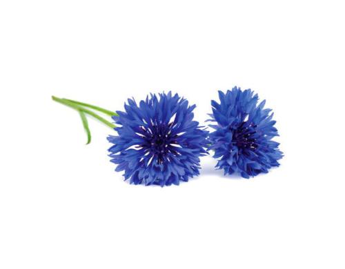 Click and Grow Cornflower Nachfllpackung 3er Set