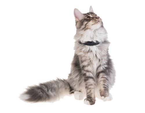 petTracer Katzen-GPS-Ortungsgert Halsband